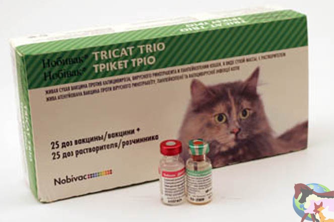  Tricat Trio  -  7