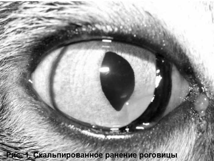 тровмы глаз животных
