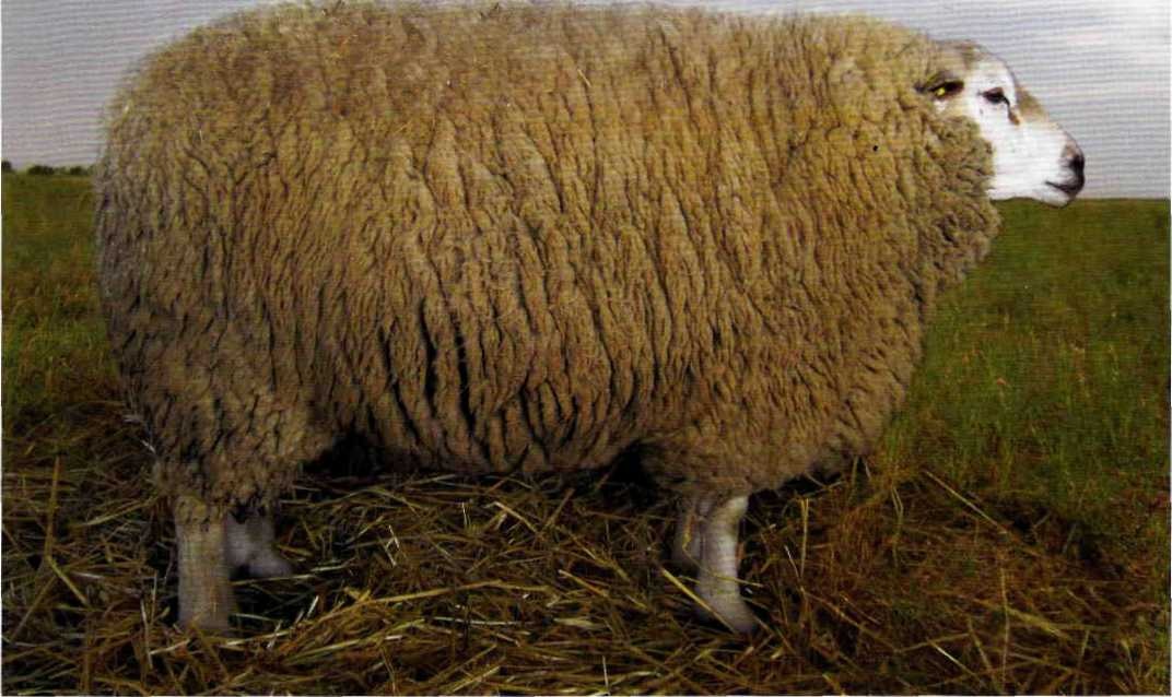 ташлинская порода овец