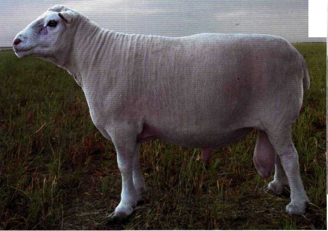 ташлинская порода овец