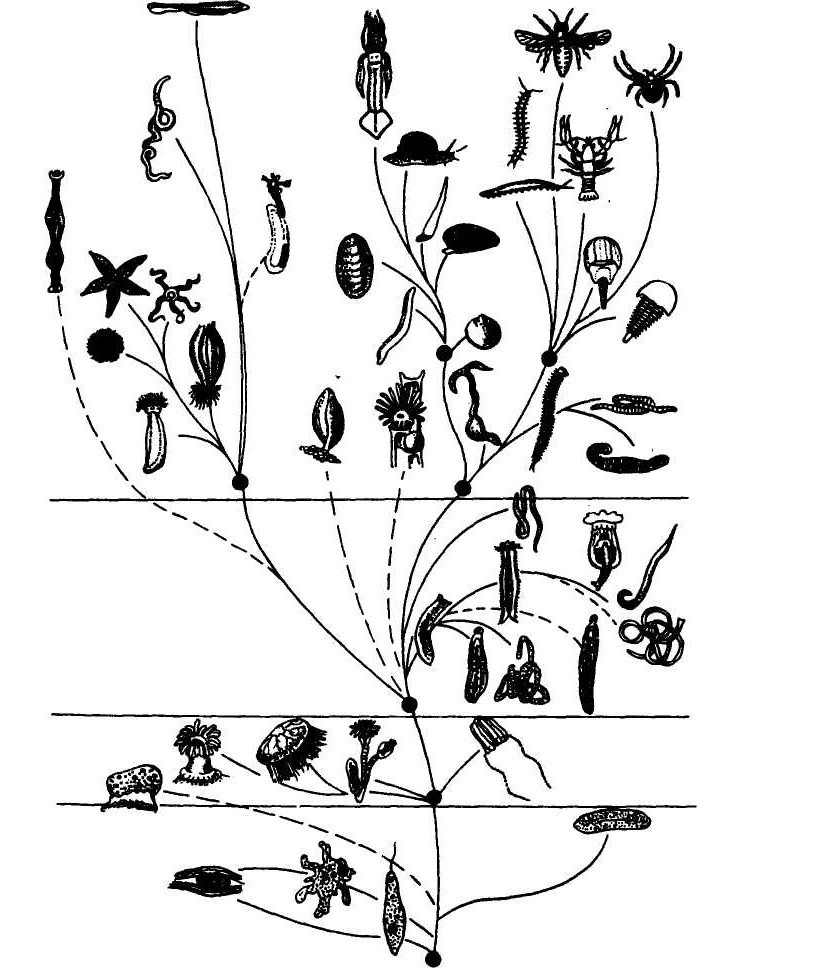 Филогенез животных. Филогенез это в биологии. Филогенез растений. Филогения растений схема.