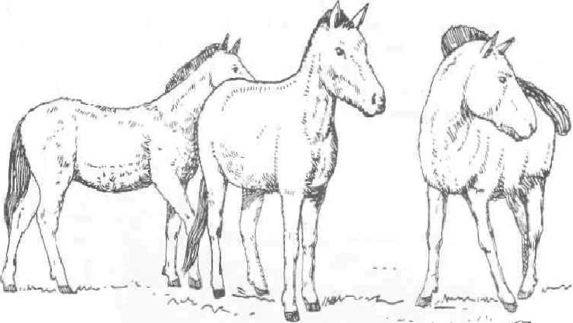 лошадь пржевальского