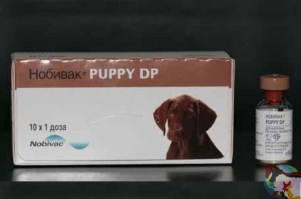 puppy-dp_tcm53-21691